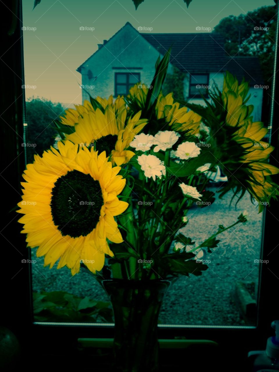 Negative sunflowers