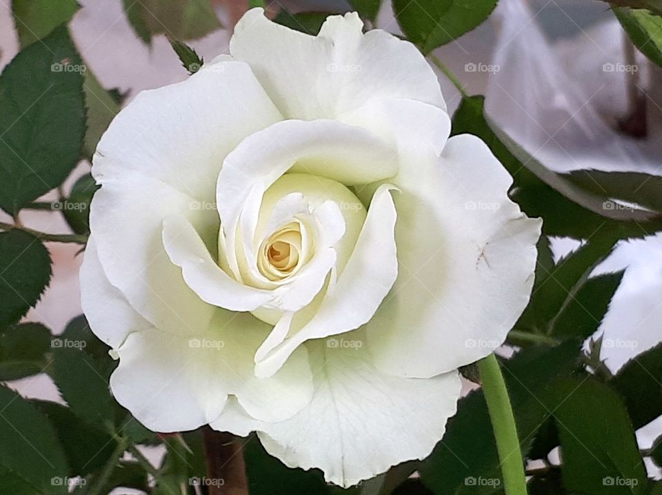 Close  up of white rose