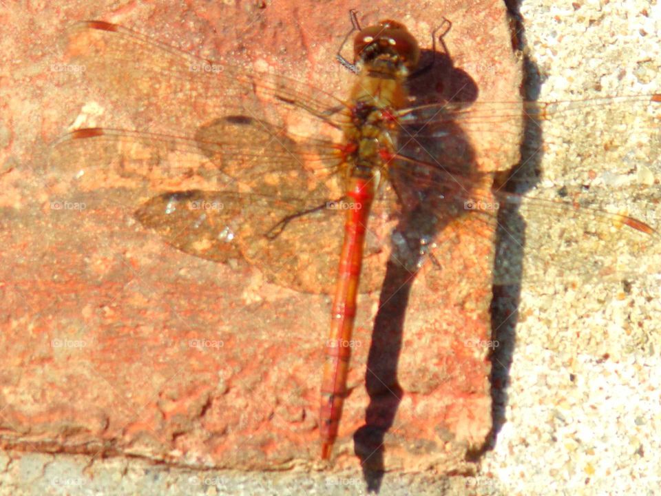 Libelle an der Hauswand
