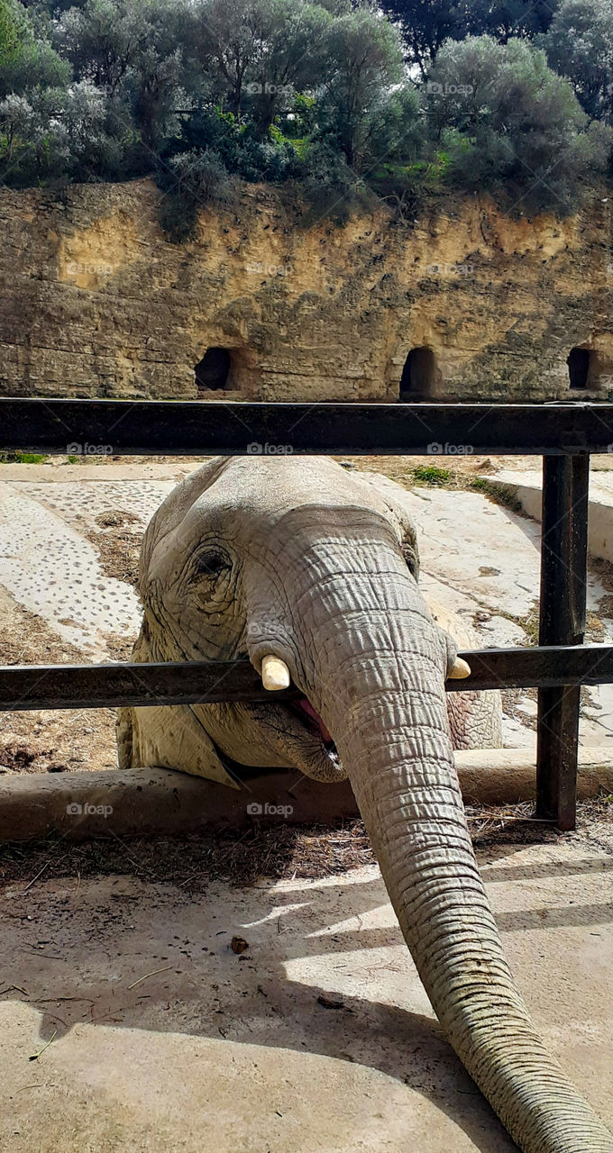 elephant in a garden
