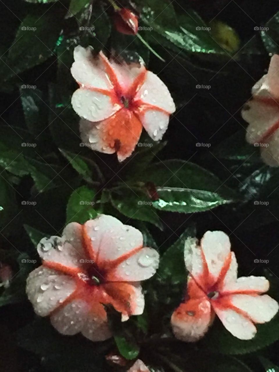 Flowers in Hong Kong