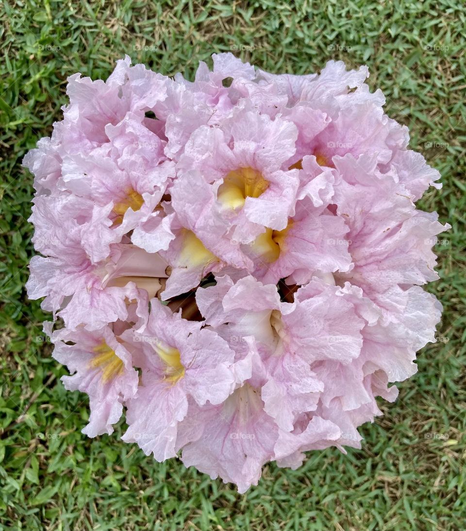 🌹 🇺🇸 Very beautiful flowers to brighten our day.  Live nature and its beauty. Did you like the delicate petals? / 🇧🇷 Flores muito bonitas para alegrar nosso dia. Viva a natureza e sua beleza. Gostaram das pétalas delicadas? 
