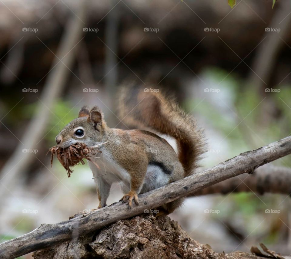 Small red squirrel carrying leaves