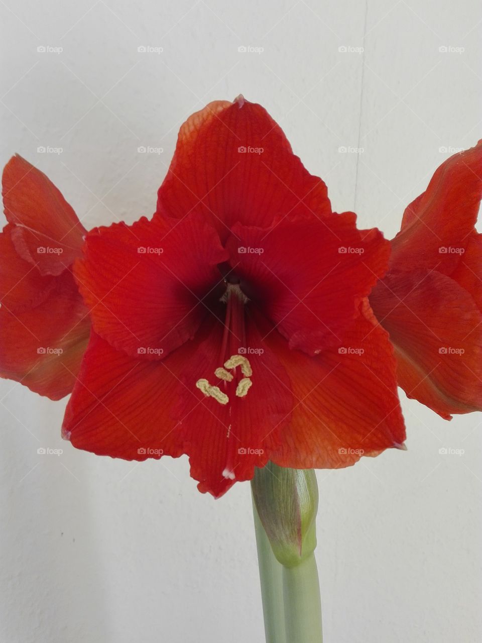 Amaryllis