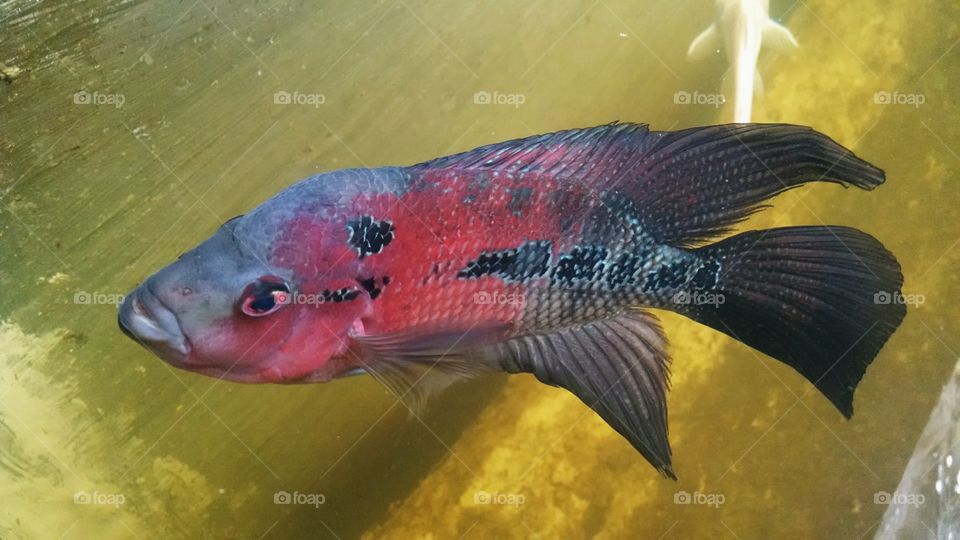 Floran . Had been to car washing, there was this concrete tank with attractive fishes through which pumped water for wash.. Attracted the Floran near by pretending to feed him & took this snap