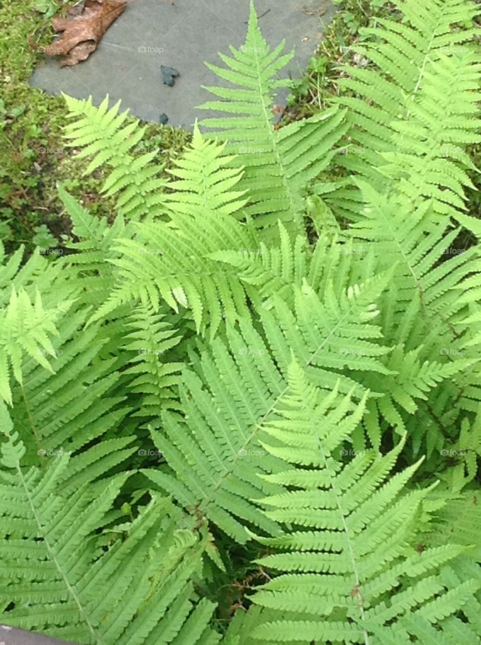 Ferns.