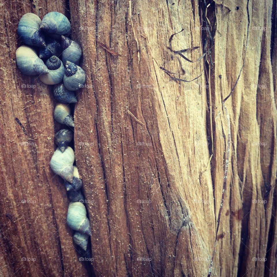 Snail shells on Cypress stump at Carrabelle Beach, Florida