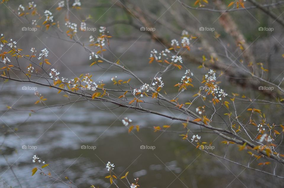 Tree blossom