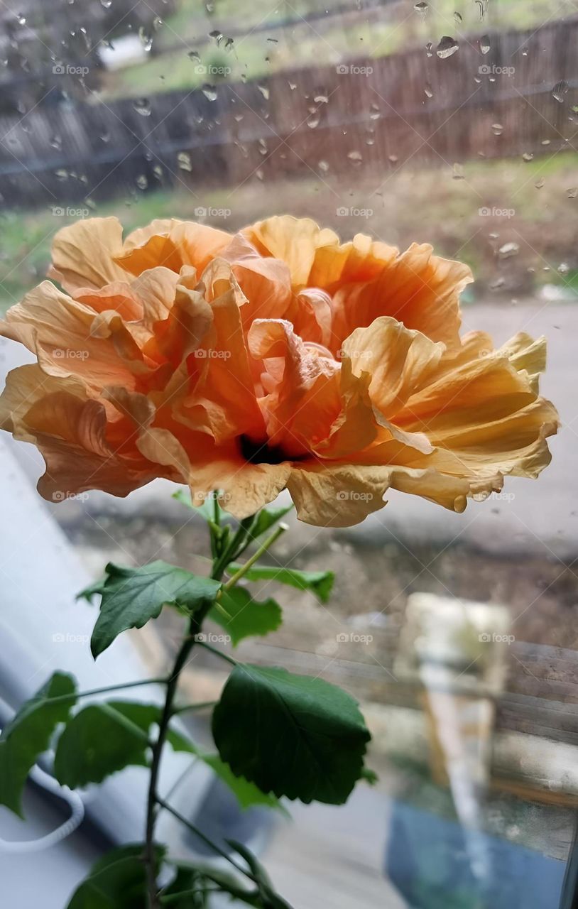 Flower în the rain.