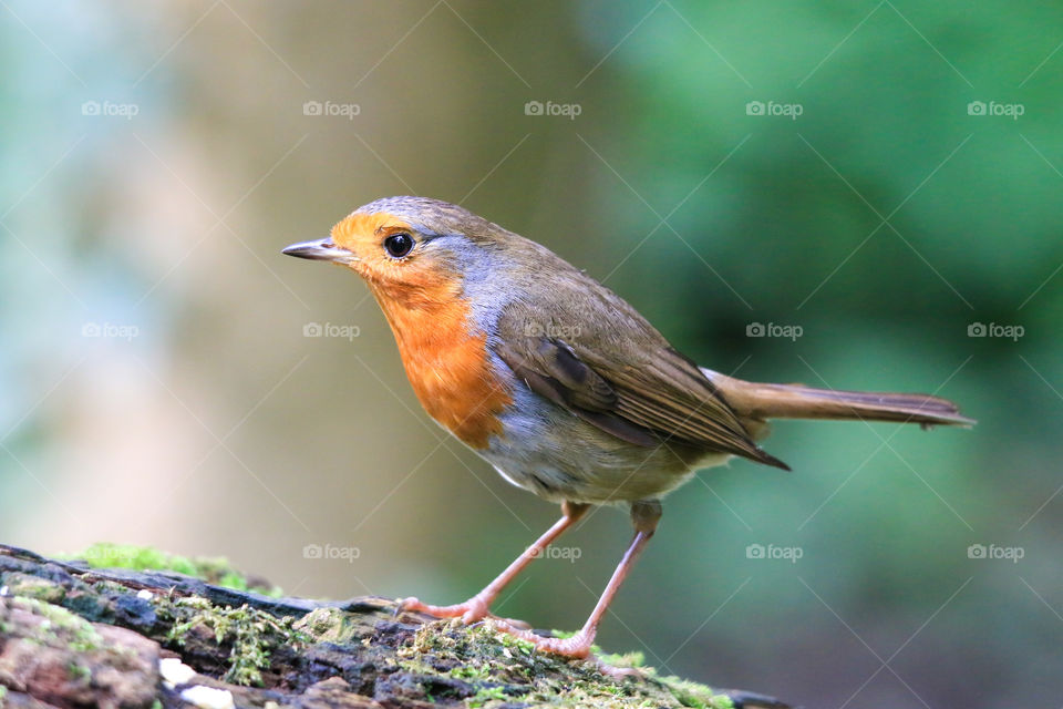 Robin