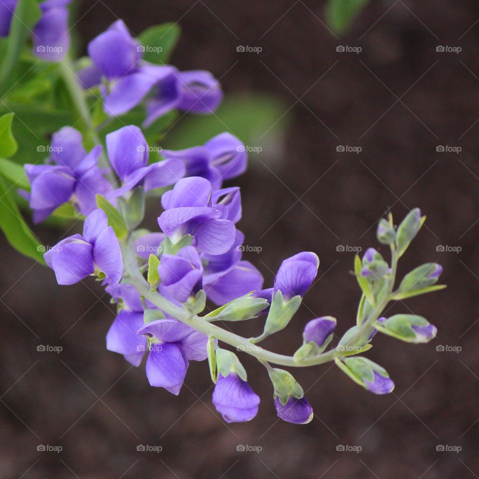 Purple flower blooming at outdoors