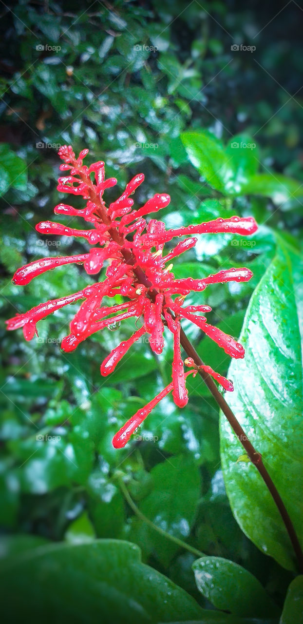 beautiful red flower natural view