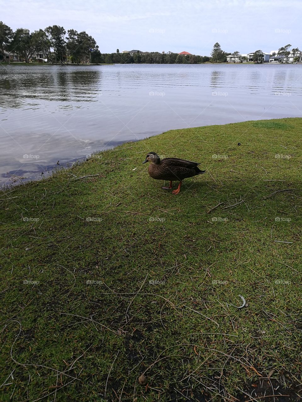 Duck at the lagoon