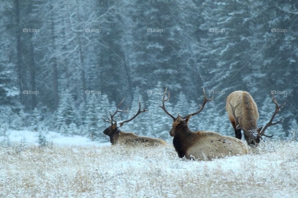 Canada Wildlife