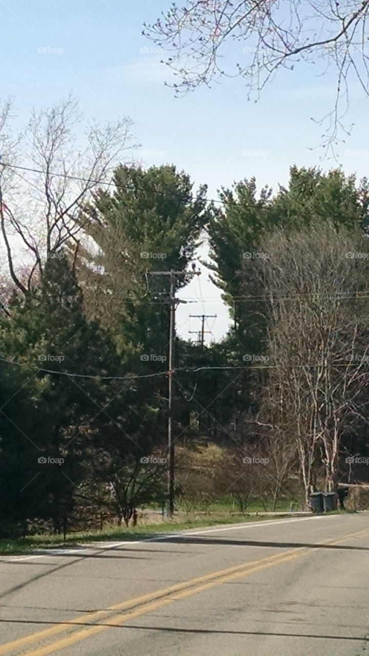 where does it goes?. tree line next to power lines