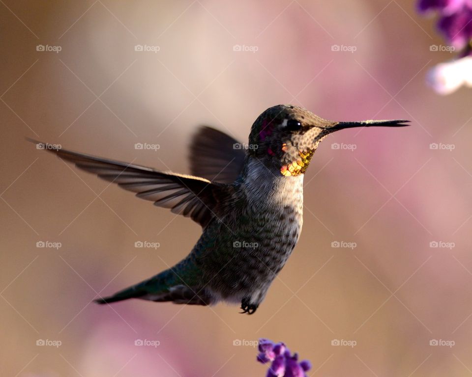Hummingbird 