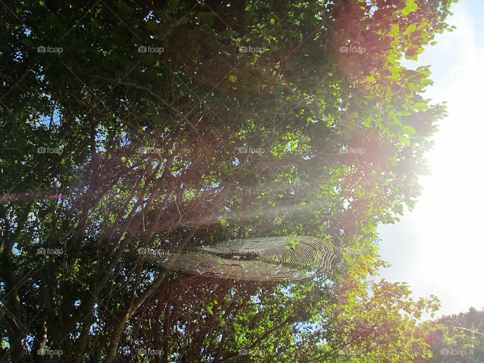 Spiderweb high among the trees catching the sun's light