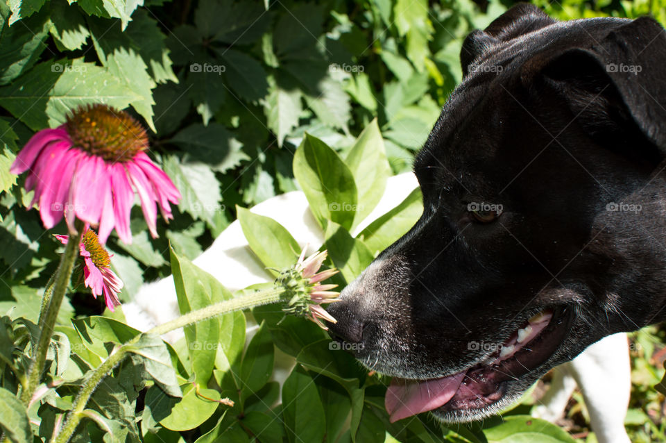 Closeup on face of Cute Black and white Boxador - Labrador mixed breed adopted dog sniffing echinacea flowers in summer garden with climbing ivy in background conceptual pet health and safety in summer background photography 