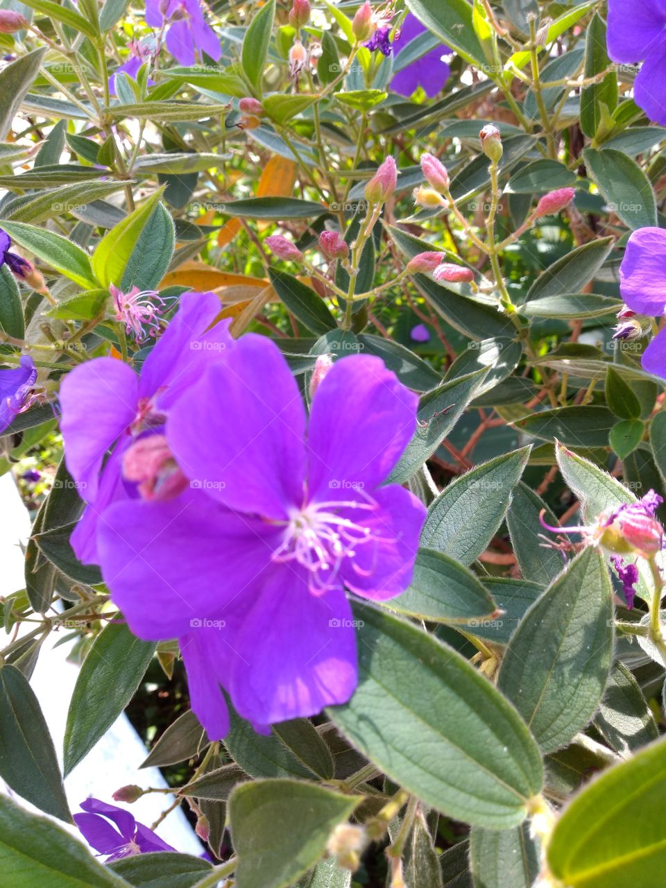 bem vindo foap gafanhoto