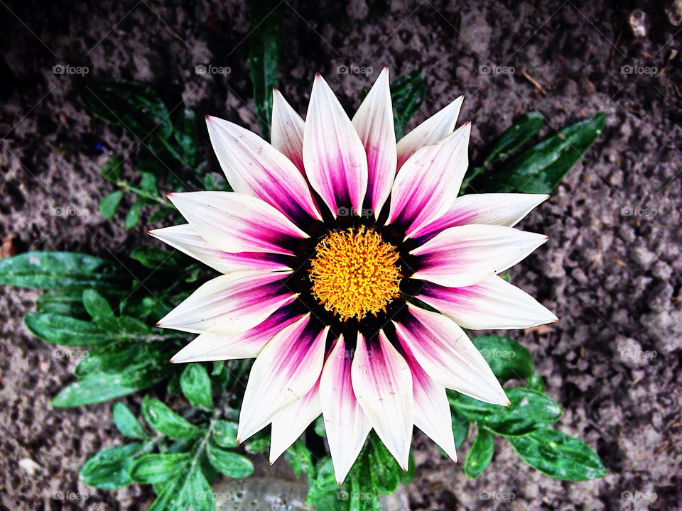 flower portrait