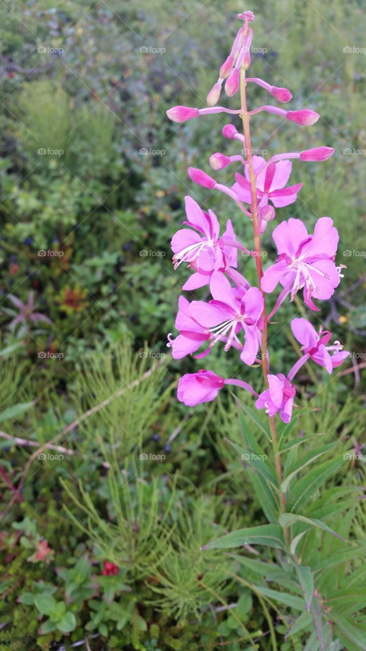 love the colors of fireweed