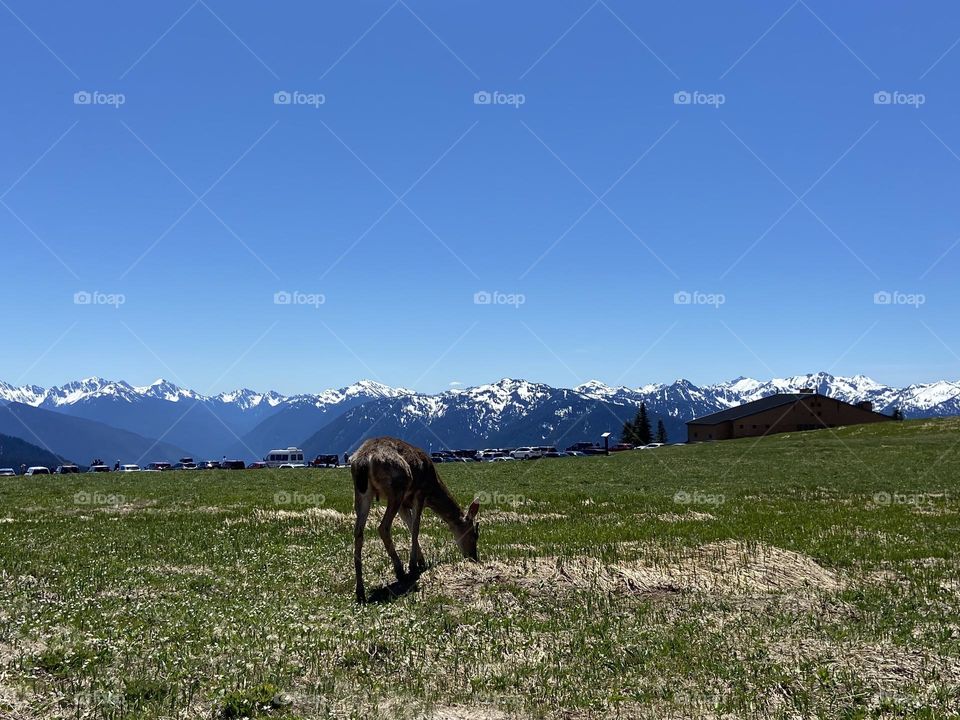 Deer grazing on a mountain trail