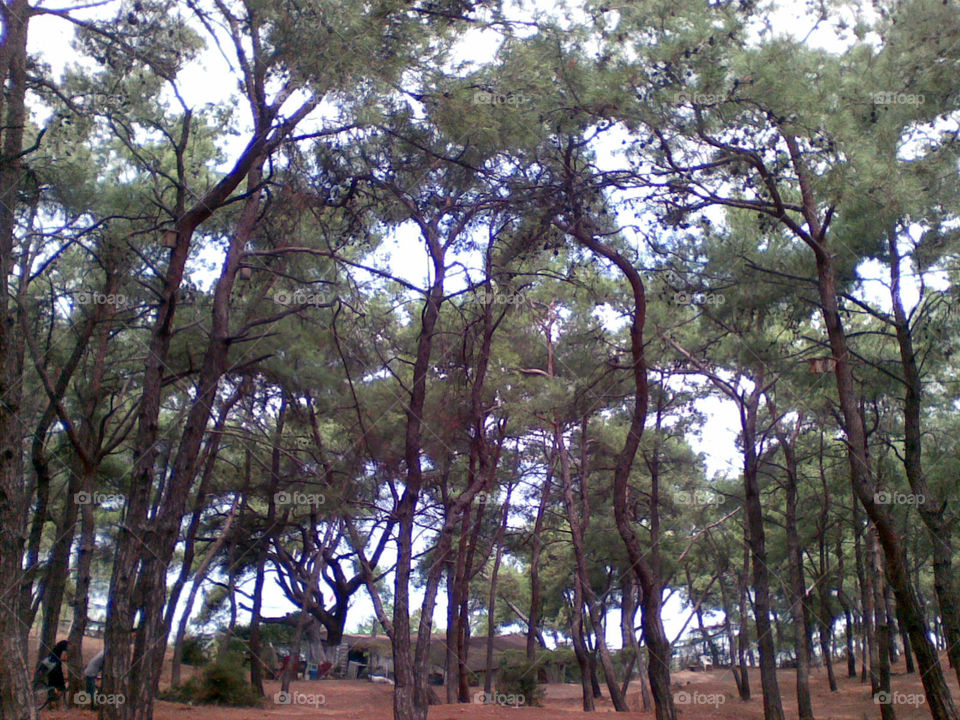 trees