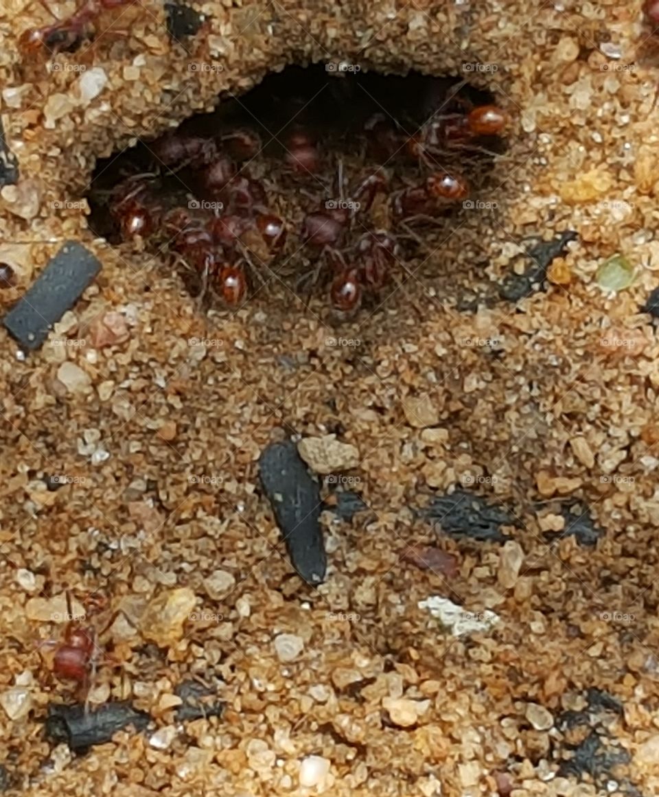 ANTS