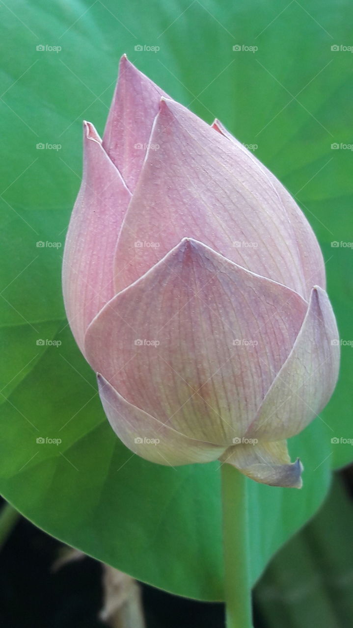 Lotus is blooming