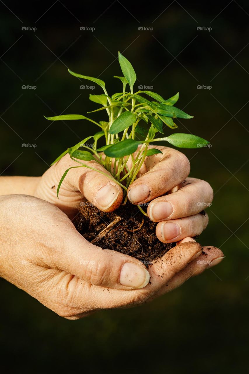 Young red sweet pepper