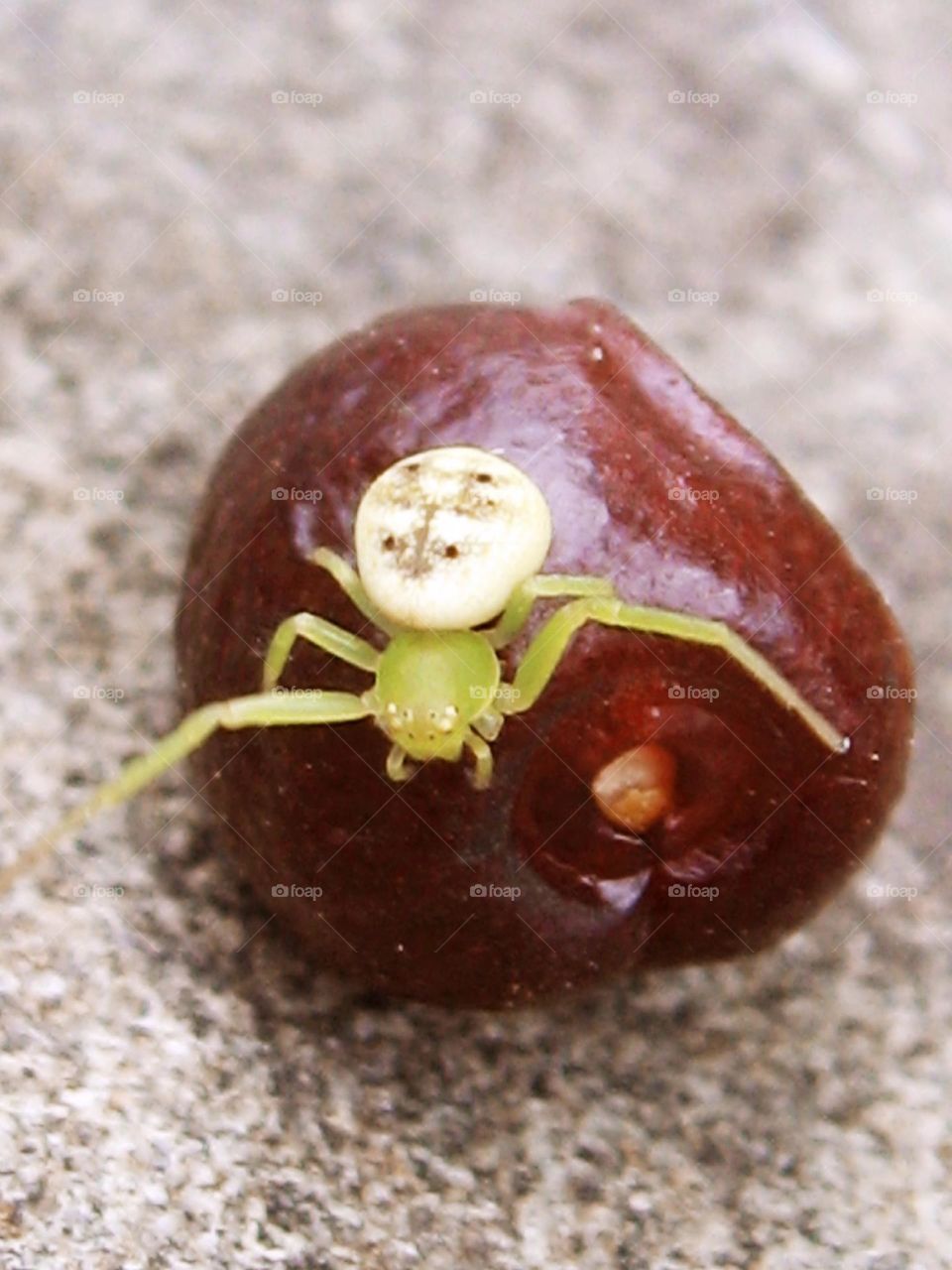 Green spider on a small fruit