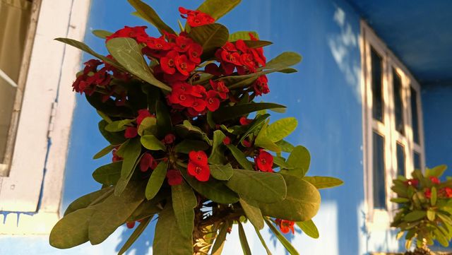 Plant's beauty of the Year