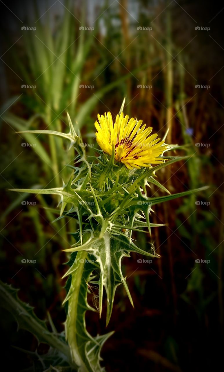 Scolymus maculatus