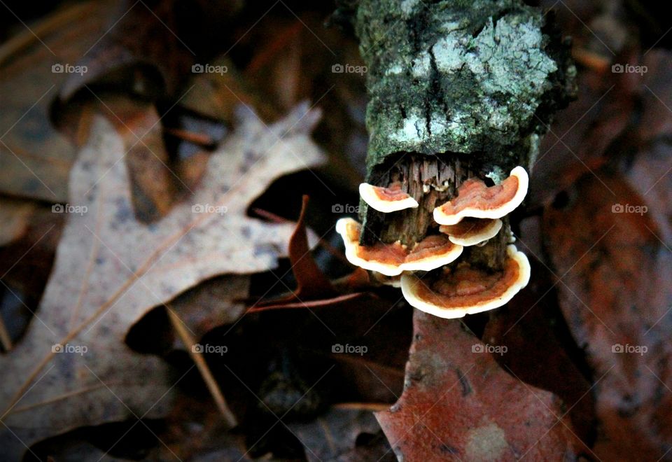 mushrooms on a log