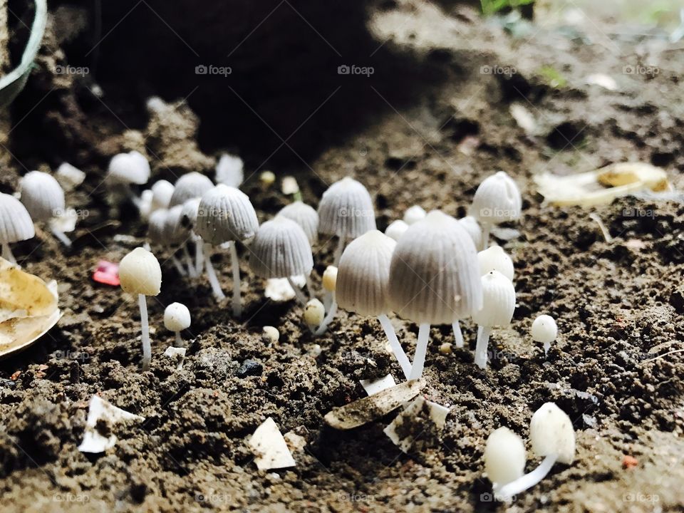 Mushroom valley 
