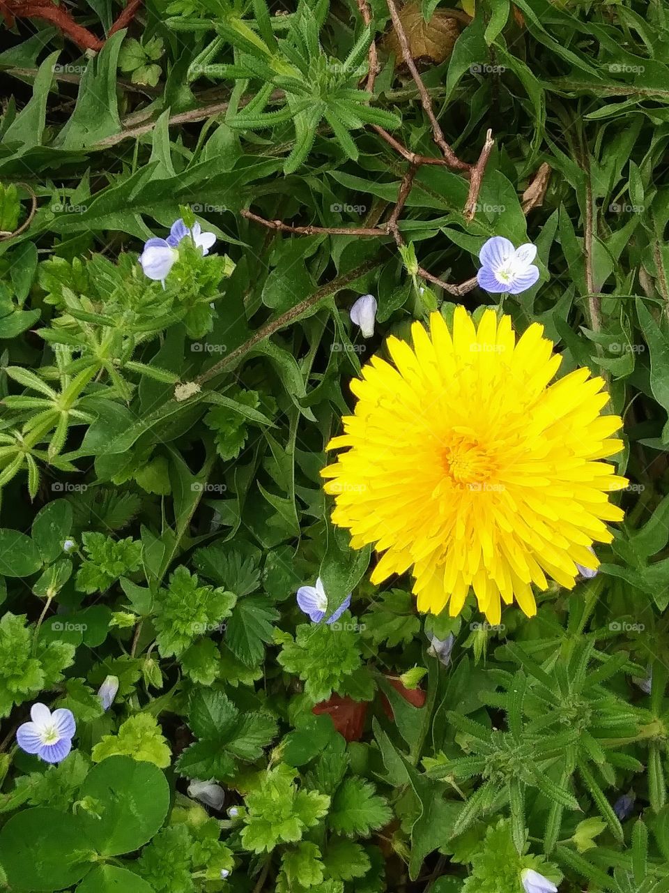 dandelion and geraniums