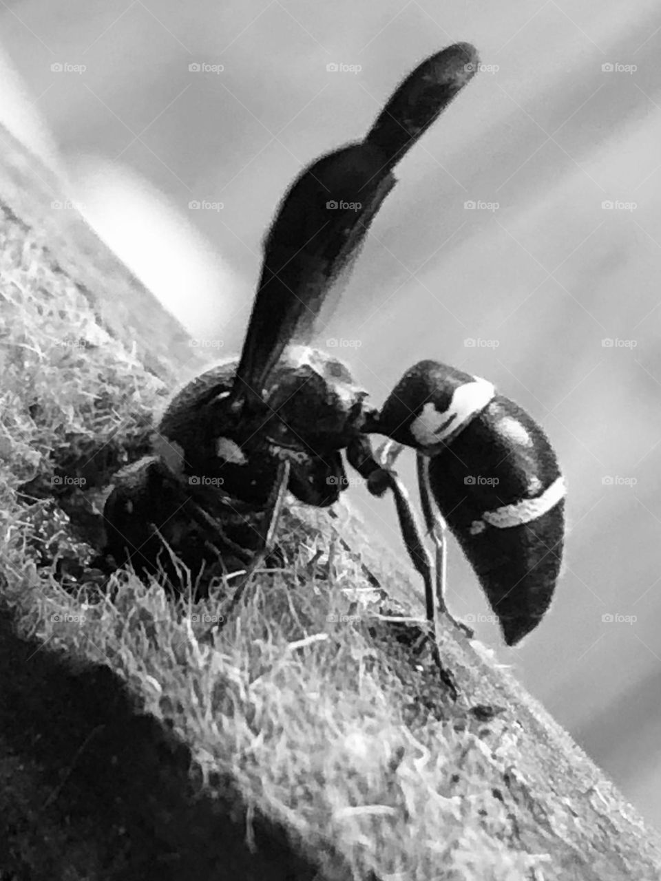 Black and white of a wasp filling a hole with sand. 