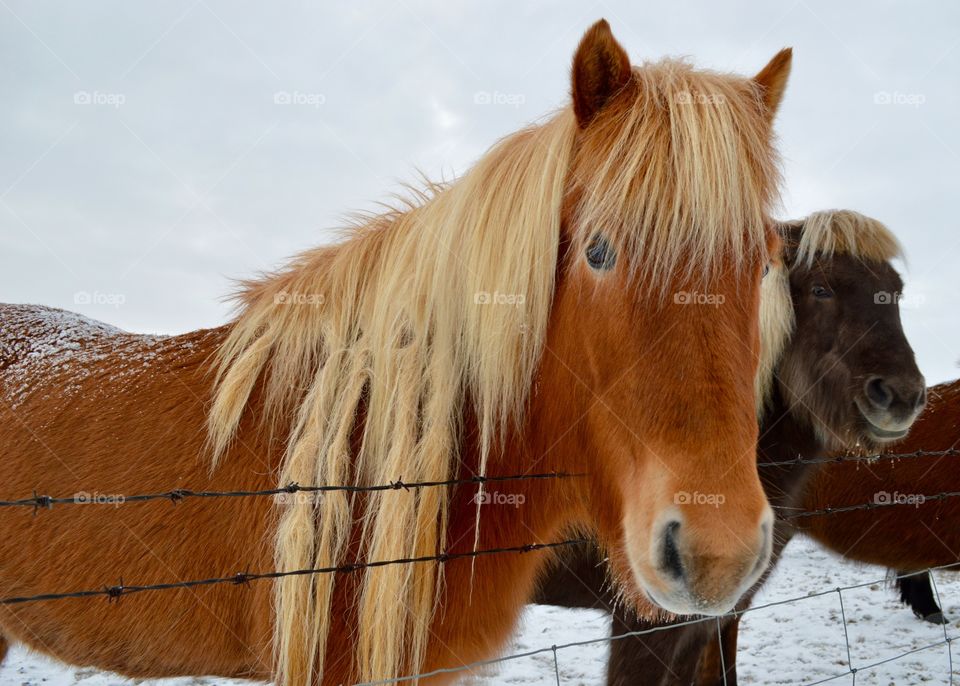Icelandic horses 