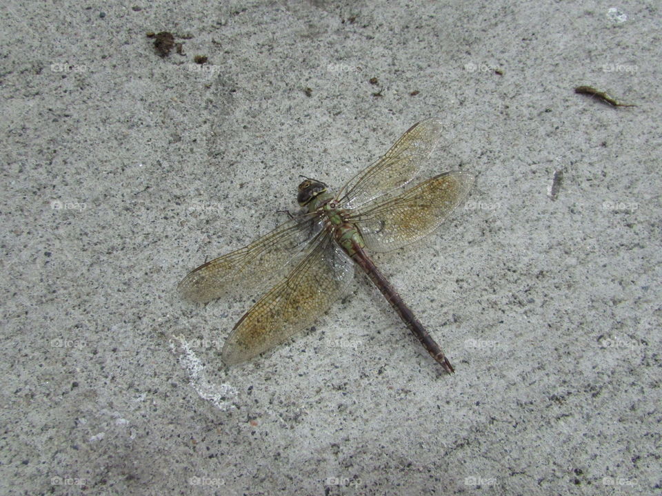 gas station dragonfly. at a gas station in West Sacramento