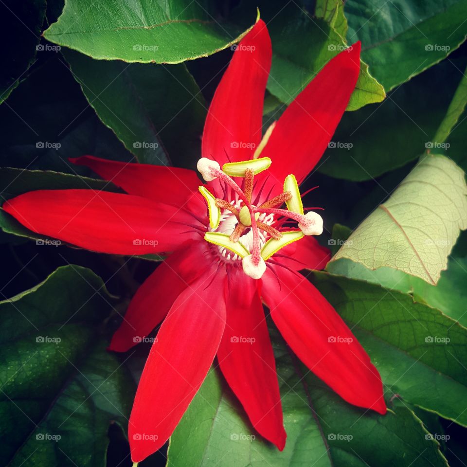 Spring, Coral Gables, Miami, Flower, Red