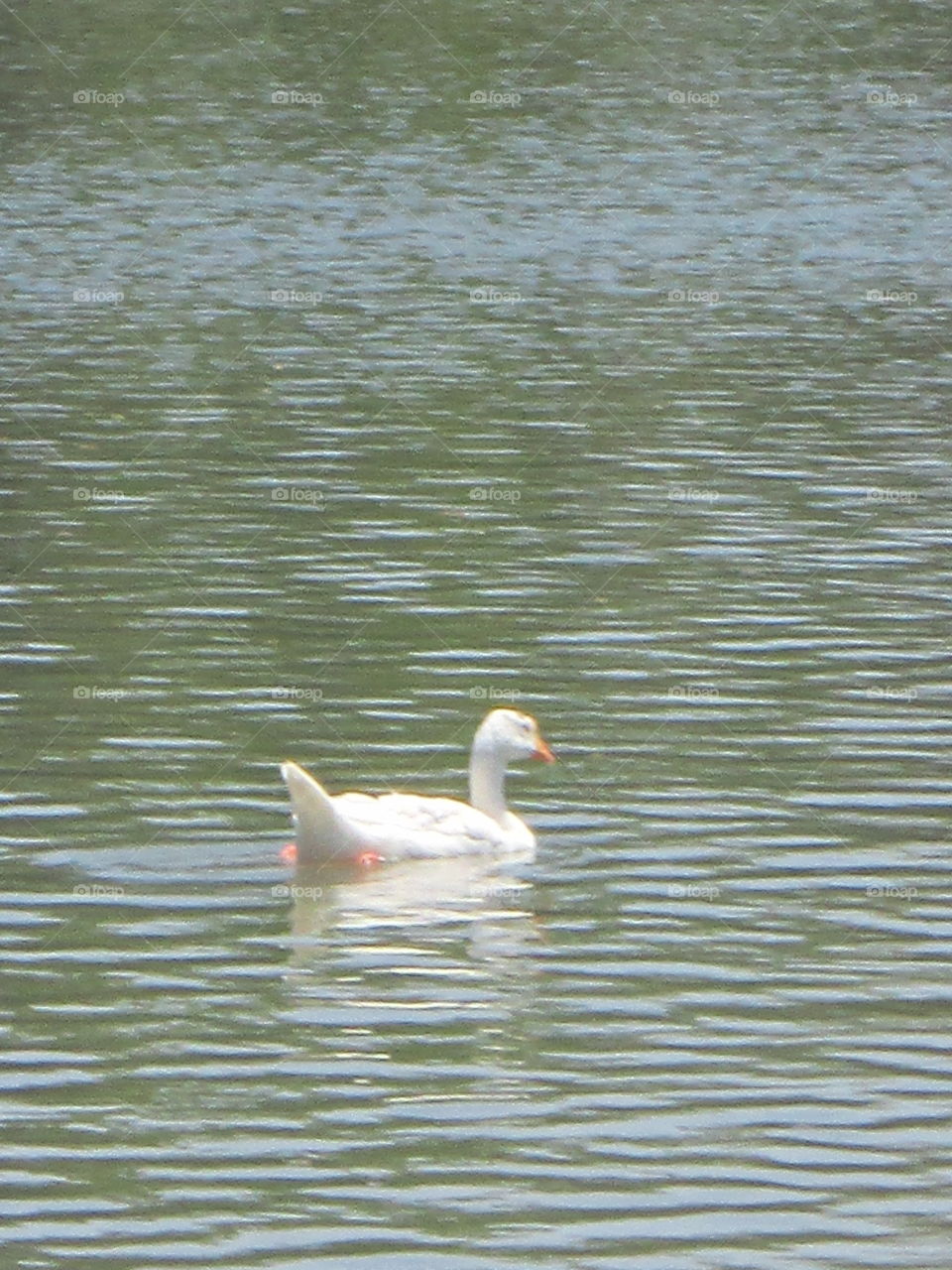 swan is swimming