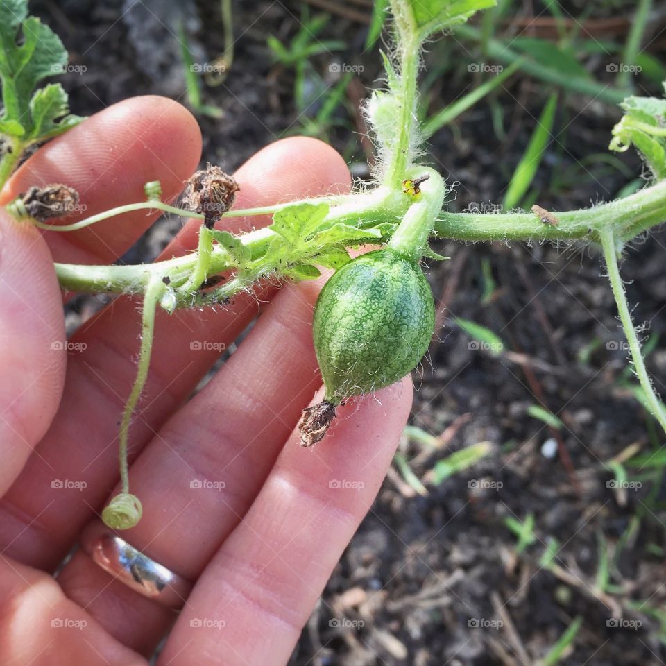 Baby watermelon growing