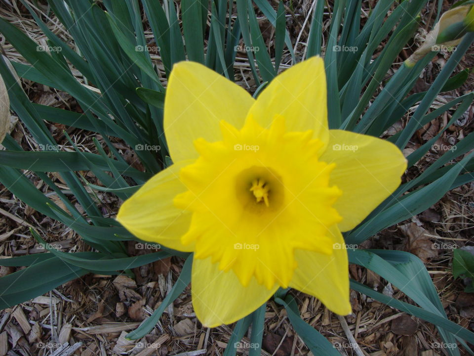 Daffodil. Spring daffodil in Northern New York