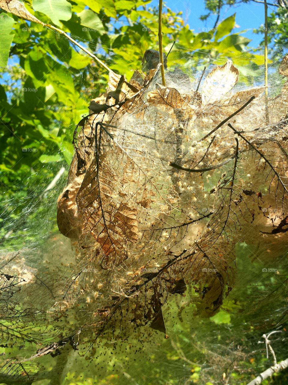 bag worm nest