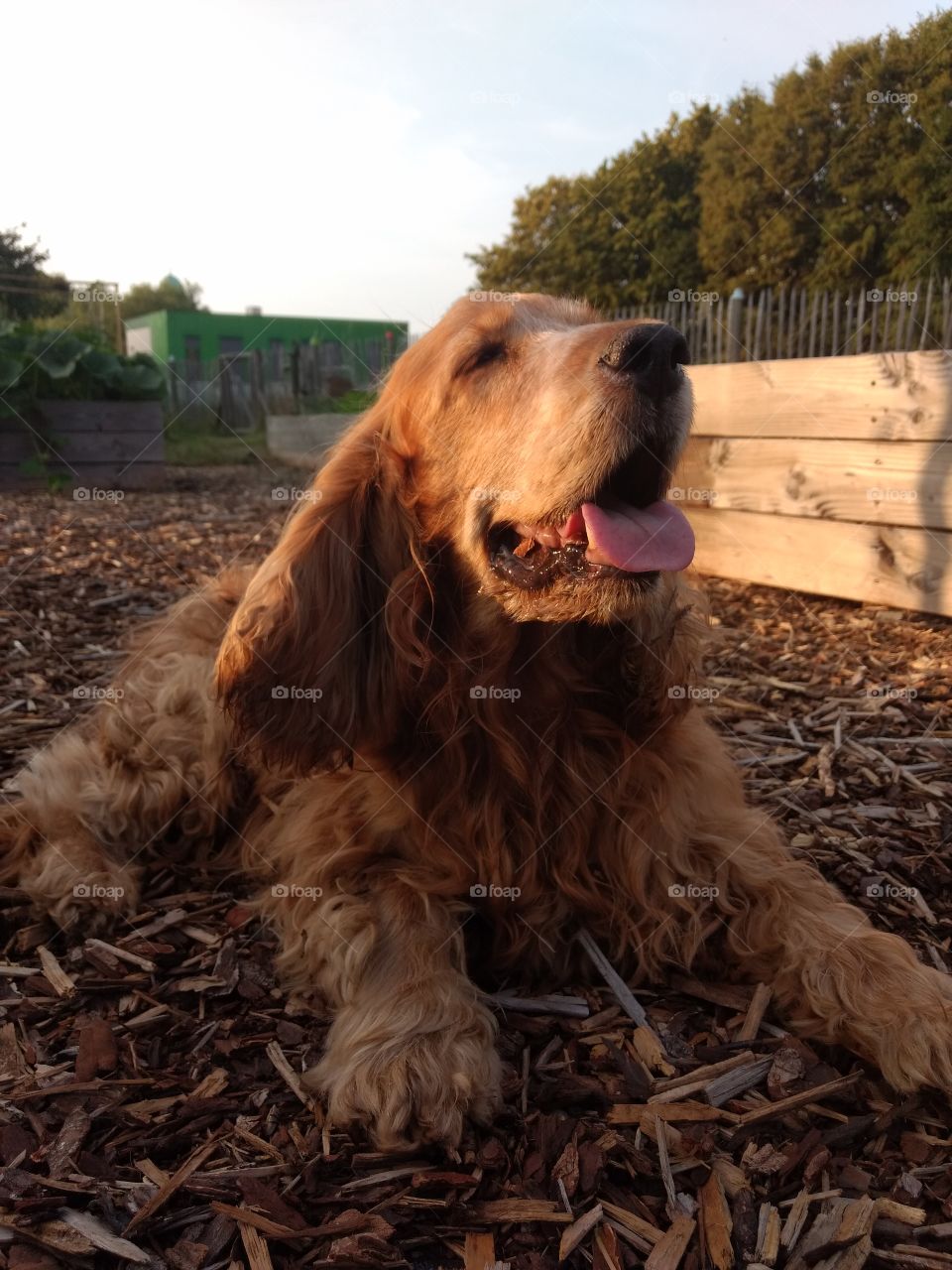 English Cocker spaniel laying down in the sunlight and smiling
