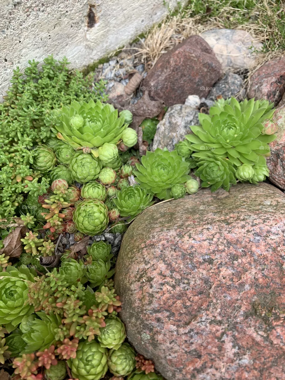 succulent