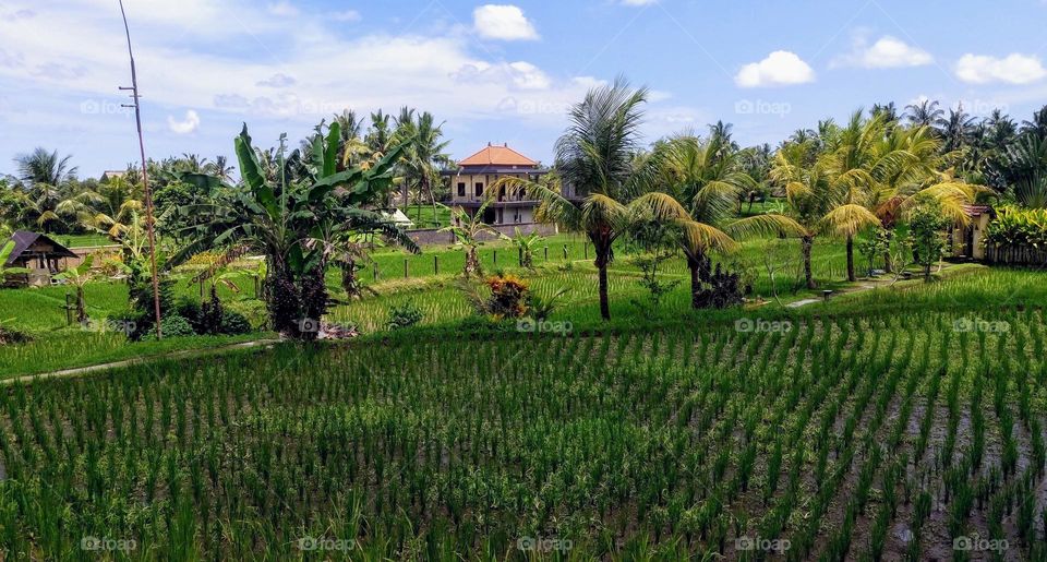 🌱 Rice fields around us 🌱