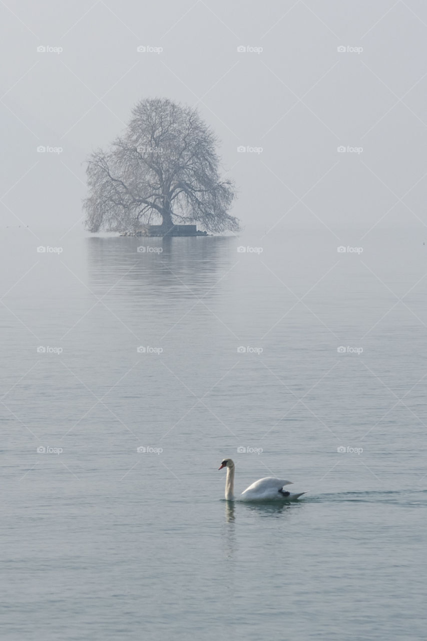 Lake Geneva in Switzerland 