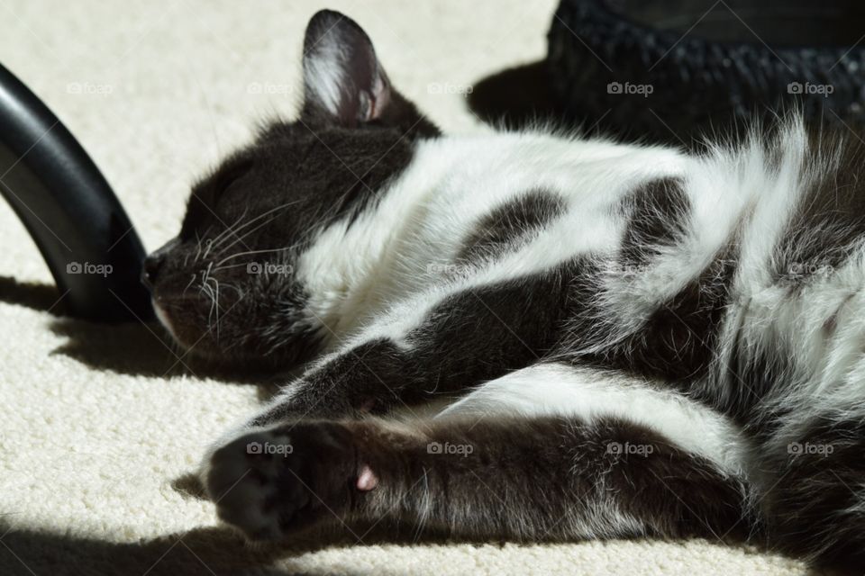 Black and white cat sleeping