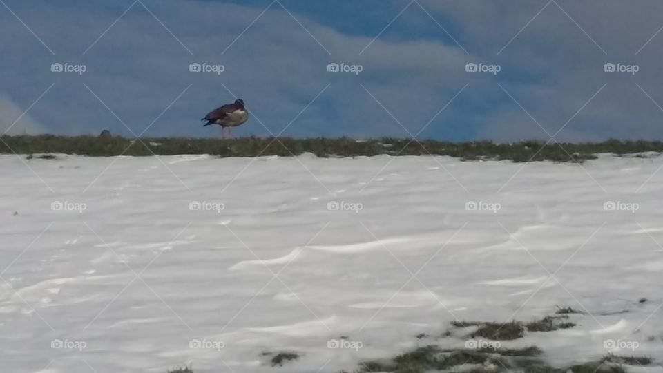 A duck on top of the dike